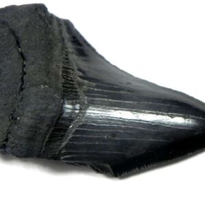 Megalodon Shark Tooth