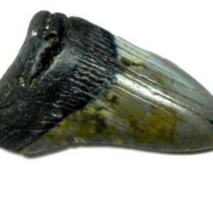 Megalodon Shark Tooth