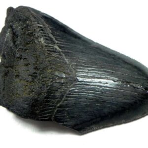 Megalodon Shark Tooth