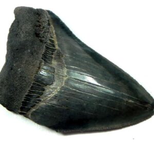 Megalodon Shark Tooth