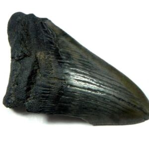 Megalodon Shark Tooth