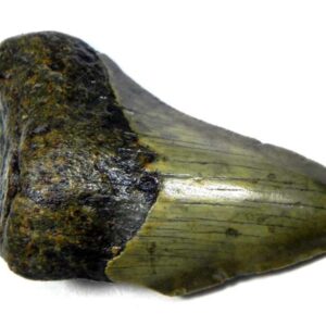Megalodon Shark Tooth