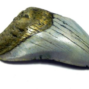 Megalodon Shark Tooth