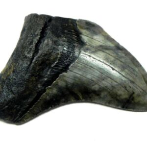 Megalodon Shark Tooth