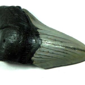 Megalodon Shark Tooth