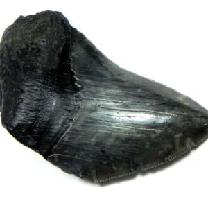 Megalodon Shark Tooth