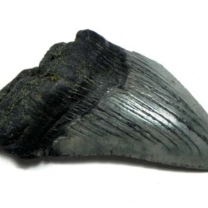 Megalodon Shark Tooth