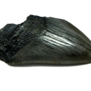 Megalodon Shark Tooth