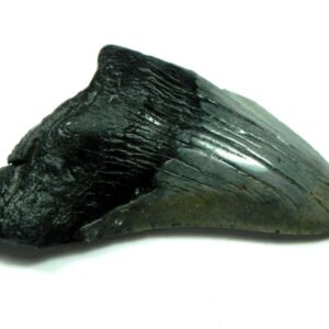 Megalodon Shark Tooth