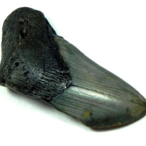 Megalodon Shark Tooth