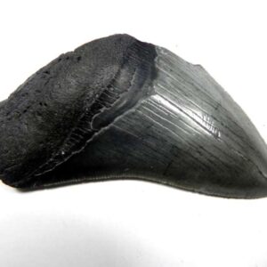 Megalodon Shark Tooth
