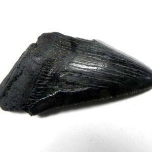 Megalodon Shark Tooth
