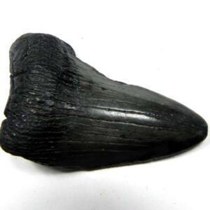 Megalodon Shark Tooth