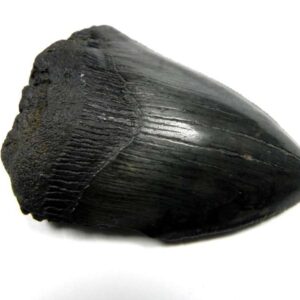 Megalodon Shark Tooth