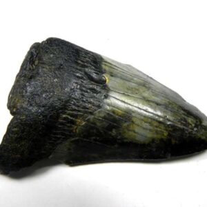 Megalodon Shark Tooth