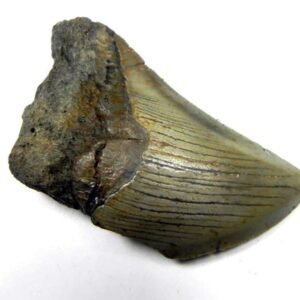 Megalodon Shark Tooth