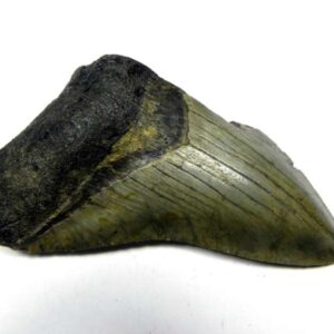 Megalodon Shark Tooth