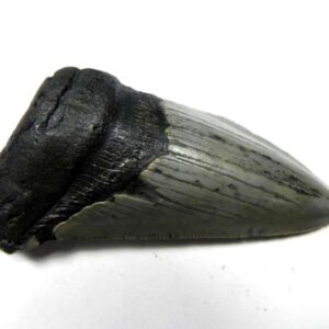 Megalodon Shark Tooth