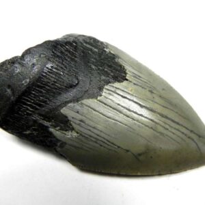Megalodon Shark Tooth