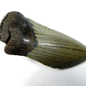 Megalodon Shark Tooth