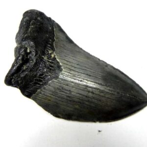 Megalodon Shark Tooth