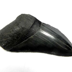 Megalodon Shark Tooth