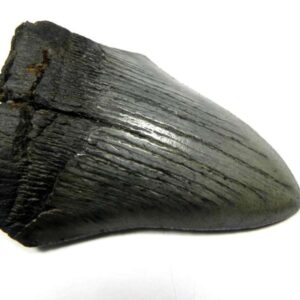 Megalodon Shark Tooth