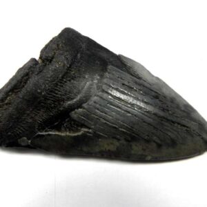 Megalodon Shark Tooth