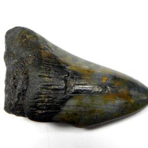 Megalodon Shark Tooth