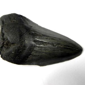 Megalodon Shark Tooth