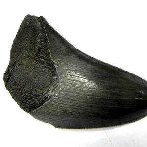 Megalodon Shark Tooth