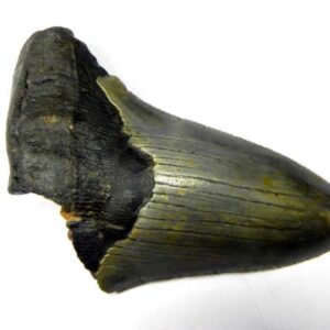 Megalodon Shark Tooth