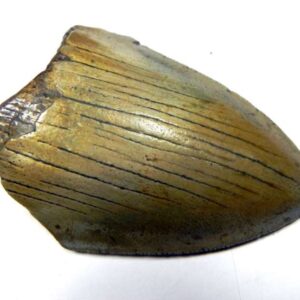 Megalodon Shark Tooth