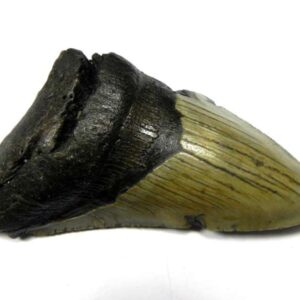 Megalodon Shark Tooth