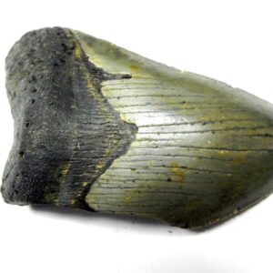 Megalodon Shark Tooth