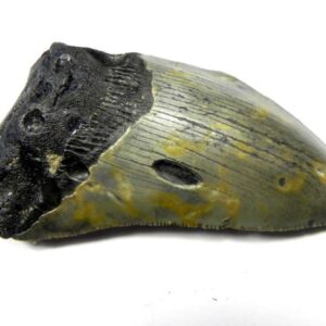 Megalodon Shark Tooth