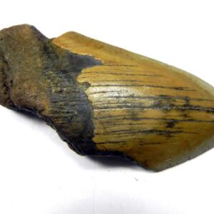Megalodon Shark Tooth