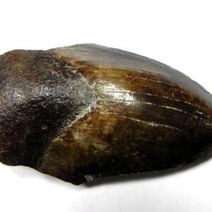 Megalodon Shark Tooth