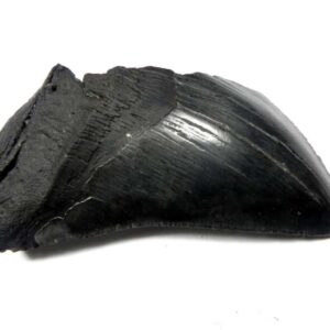 Megalodon Shark Tooth