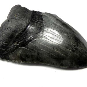 Megalodon Shark Tooth