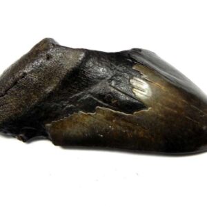 Megalodon Shark Tooth