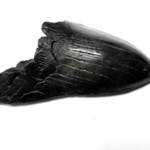 Megalodon Shark Tooth