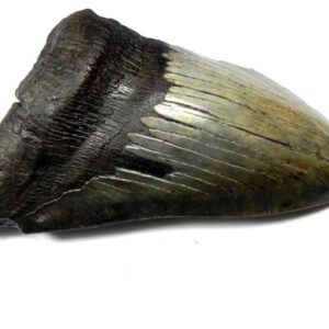 Megalodon Shark Tooth