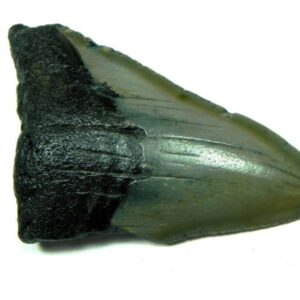 Megalodon Shark Tooth