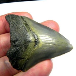 Megalodon Shark Tooth