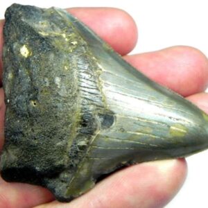 Megalodon Shark Tooth