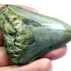 Megalodon Shark Tooth