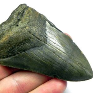 Megalodon Shark Tooth