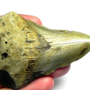 Megalodon Shark Tooth