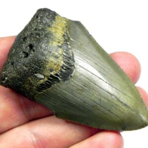 Megalodon Shark Tooth